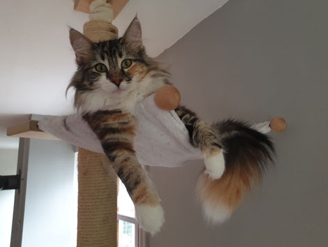 Victoria av Elvegard